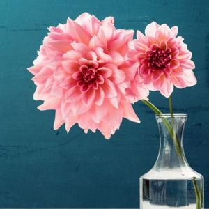 Meet your Posher, Desiree